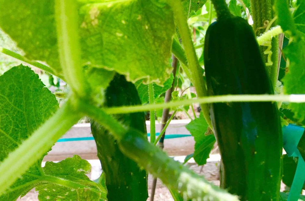 Mom’s Japanese Cucumbers