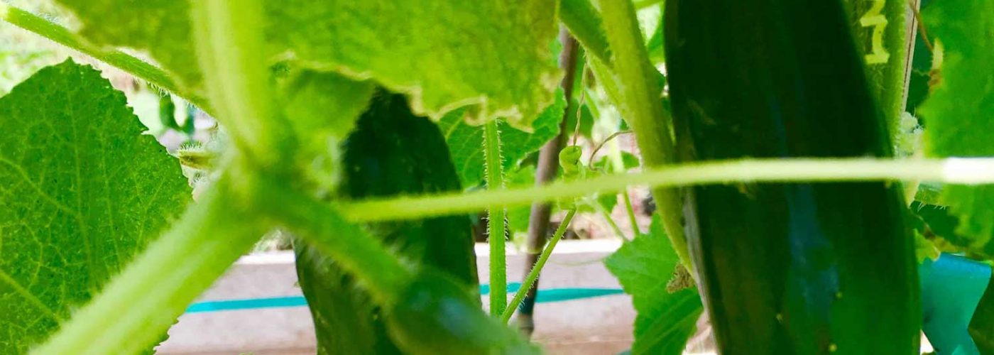 Mom’s Japanese Cucumbers