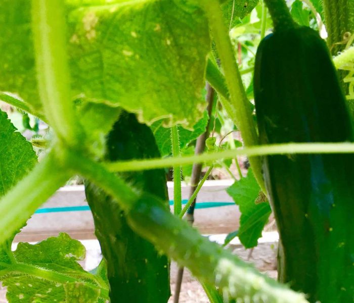 Mom’s Japanese Cucumbers